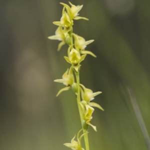 Paraprasophyllum canaliculatum at suppressed - 13 Jan 2018