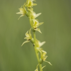 Paraprasophyllum canaliculatum at suppressed - suppressed