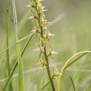 Paraprasophyllum canaliculatum at suppressed - 13 Jan 2018