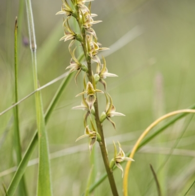 Paraprasophyllum canaliculatum (Summer Leek Orchid) by GlenRyan