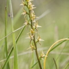 Prasophyllum canaliculatum (Summer Leek Orchid) at Paddys River, ACT - 13 Jan 2018 by GlenRyan