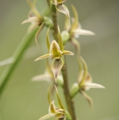 Paraprasophyllum canaliculatum at suppressed - 13 Jan 2018