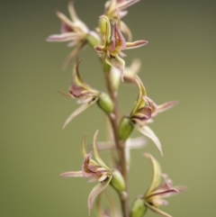 Prasophyllum canaliculatum (Summer Leek Orchid) at Paddys River, ACT - 13 Jan 2018 by GlenRyan