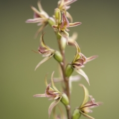 Paraprasophyllum canaliculatum (Summer Leek Orchid) by GlenRyan