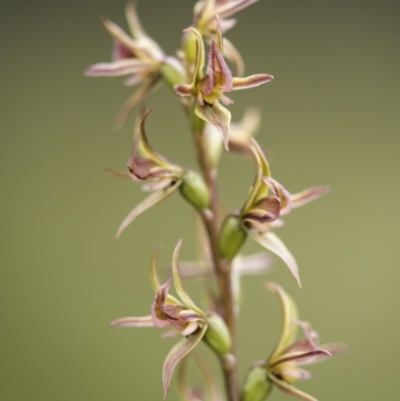 Paraprasophyllum canaliculatum (Summer Leek Orchid) by GlenRyan