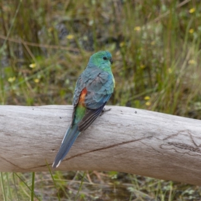 Psephotus haematonotus (Red-rumped Parrot) at Illilanga & Baroona - 15 Jan 2012 by Illilanga