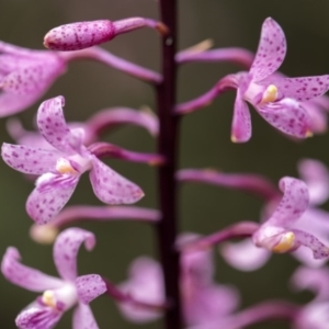 Dipodium roseum at Cotter River, ACT - 13 Jan 2018