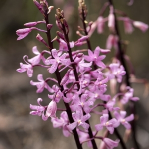 Dipodium roseum at Cotter River, ACT - 13 Jan 2018