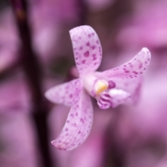 Dipodium roseum at Cotter River, ACT - 13 Jan 2018