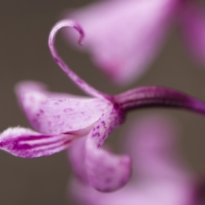 Dipodium roseum at Cotter River, ACT - 13 Jan 2018