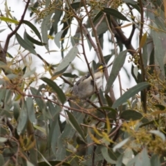 Pardalotus punctatus (Spotted Pardalote) at Illilanga & Baroona - 6 Nov 2010 by Illilanga