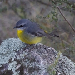 Eopsaltria australis (Eastern Yellow Robin) at Illilanga & Baroona - 16 Jun 2013 by Illilanga