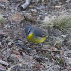 Eopsaltria australis at Michelago, NSW - 16 Jun 2013