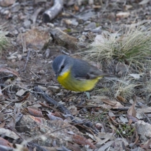 Eopsaltria australis at Michelago, NSW - 16 Jun 2013