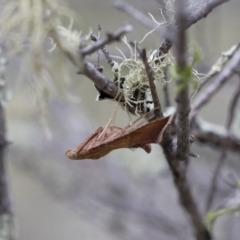 Endotricha ignealis (A Pyralid moth (Endotrichinae)) at Michelago, NSW - 26 Dec 2017 by Illilanga
