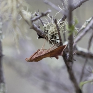 Endotricha ignealis at Michelago, NSW - 26 Dec 2017