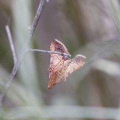 Endotricha ignealis at Michelago, NSW - 26 Dec 2017 05:27 PM