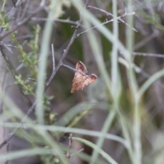 Endotricha ignealis at Michelago, NSW - 26 Dec 2017 05:27 PM