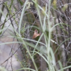 Endotricha ignealis at Michelago, NSW - 26 Dec 2017