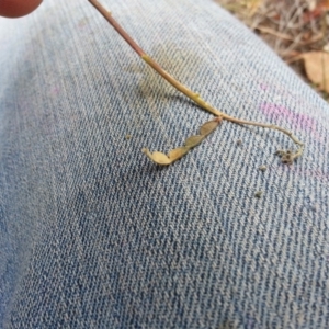 Oxytes brachypoda at Campbell, ACT - 14 Jan 2018 09:08 AM