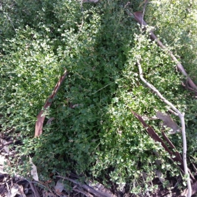 Einadia hastata (Berry Saltbush) at Hackett, ACT - 7 Jan 2018 by SilkeSma