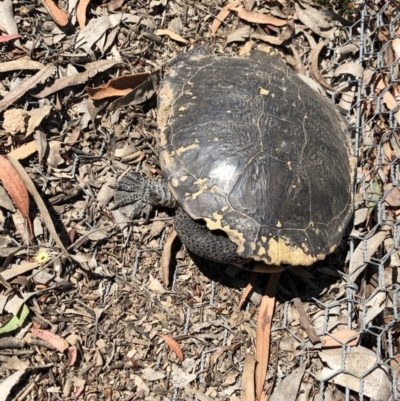 Chelodina longicollis (Eastern Long-necked Turtle) at Mulligans Flat - 13 Jan 2018 by JVWW
