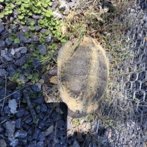 Chelodina longicollis at Gungahlin, ACT - 14 Jan 2018