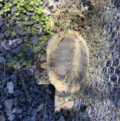 Chelodina longicollis (Eastern Long-necked Turtle) at Gungahlin, ACT - 13 Jan 2018 by JVWW