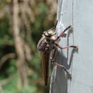 Neoaratus hercules at Isaacs, ACT - 13 Jan 2018