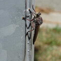 Neoaratus hercules at Isaacs, ACT - 13 Jan 2018