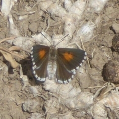 Lucia limbaria (Chequered Copper) at Fyshwick, ACT - 13 Jan 2018 by Christine