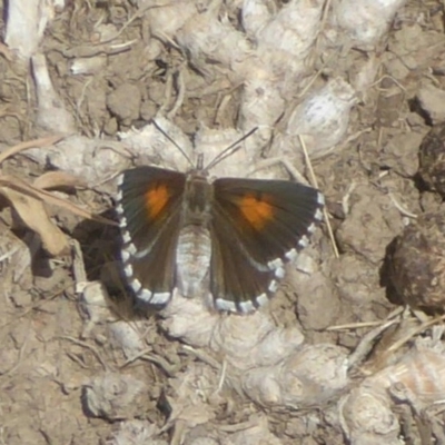 Lucia limbaria (Chequered Copper) at Fyshwick, ACT - 13 Jan 2018 by Christine