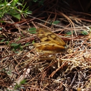 Heteronympha merope at Isaacs Ridge - 13 Jan 2018