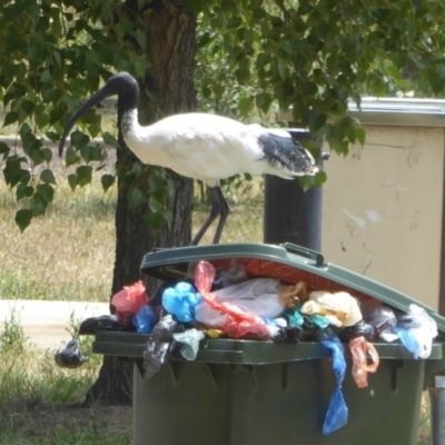 Threskiornis molucca (Australian White Ibis) at Amaroo, ACT - 12 Jan 2018 by Christine
