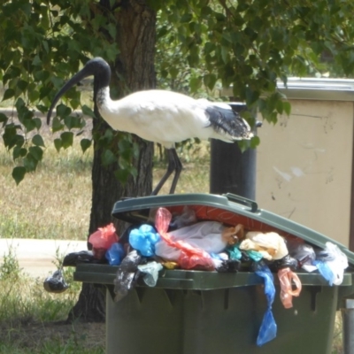 Threskiornis molucca (Australian White Ibis) at Yerrabi Pond - 11 Jan 2018 by Christine