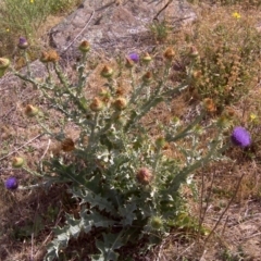 Onopordum acanthium (Scotch Thistle) at Isaacs Ridge - 13 Jan 2018 by Mike