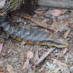 Tiliqua scincoides scincoides (Eastern Blue-tongue) at Aranda, ACT - 19 Oct 2017 by KMcCue