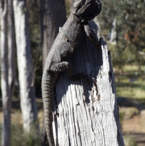 Pogona barbata at Aranda, ACT - 29 Oct 2013