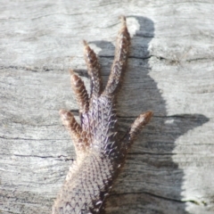 Pogona barbata at Aranda, ACT - 29 Oct 2013