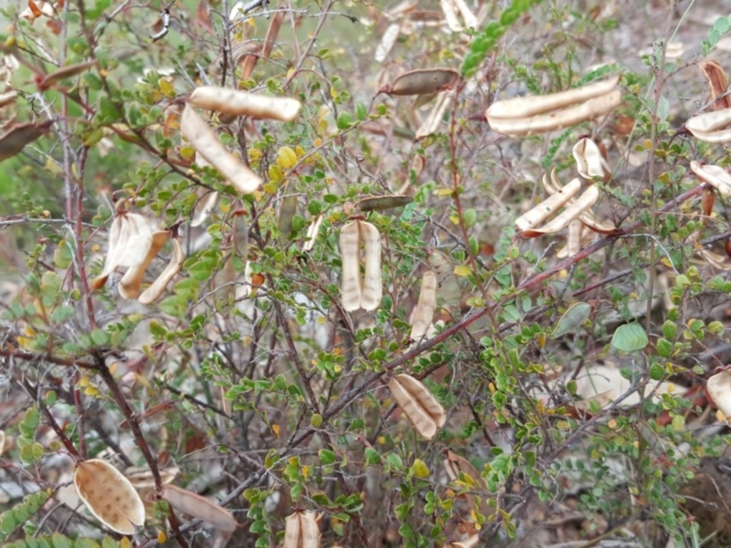 Bossiaea buxifolia at Isaacs, ACT - 14 Jan 2018