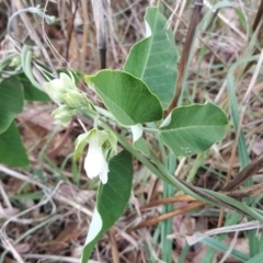 Araujia sericifera (Moth Plant) at Isaacs, ACT - 14 Jan 2018 by Mike