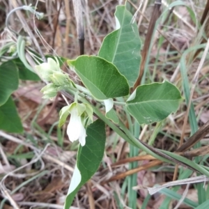 Araujia sericifera at Isaacs, ACT - 14 Jan 2018