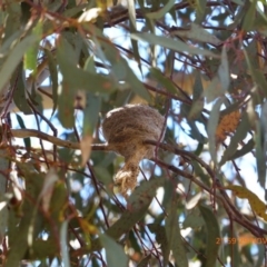 Rhipidura albiscapa (Grey Fantail) at Throsby, ACT - 29 Nov 2017 by ChrisDavey