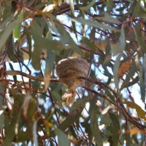 Rhipidura albiscapa at Goorooyarroo NR (ACT) - 29 Nov 2017