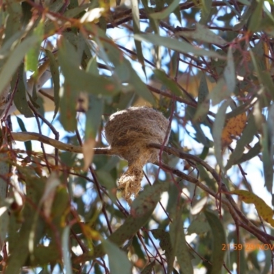 Rhipidura albiscapa (Grey Fantail) at Goorooyarroo NR (ACT) - 29 Nov 2017 by ChrisDavey