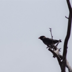 Eurystomus orientalis (Dollarbird) at Cook, ACT - 13 Jan 2018 by Tammy