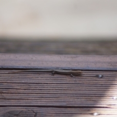 Lampropholis delicata (Delicate Skink) at Cook, ACT - 13 Jan 2018 by Tammy