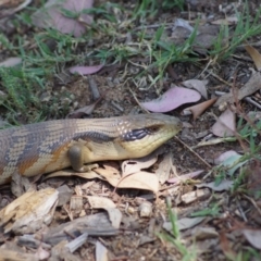 Tiliqua scincoides scincoides (Eastern Blue-tongue) at Cook, ACT - 20 Dec 2014 by Tammy