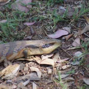 Tiliqua scincoides scincoides at Cook, ACT - 20 Dec 2014 02:24 PM