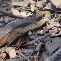 Tiliqua scincoides scincoides at Cook, ACT - 20 Dec 2014 02:24 PM